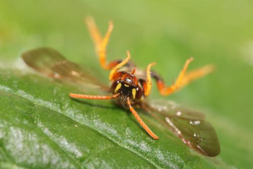 Nomada goodeniana